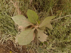 Verbesina arborea