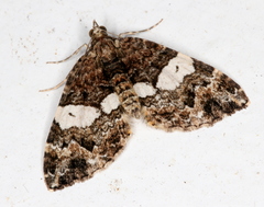 Chrysolarentia phaedra