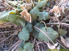 Proboscidea louisianica