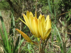Zephyranthes gilliesiana