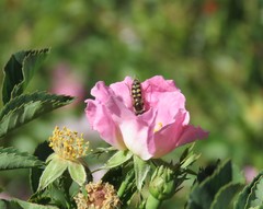 Austroscaeva occidentalis