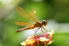 Perithemis icteroptera