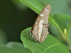 Metamorpha elissa