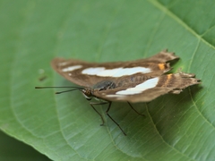 Metamorpha elissa