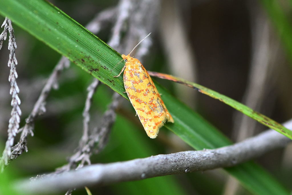 Clepsis rolandriana