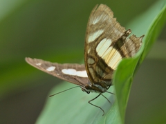 Metamorpha elissa