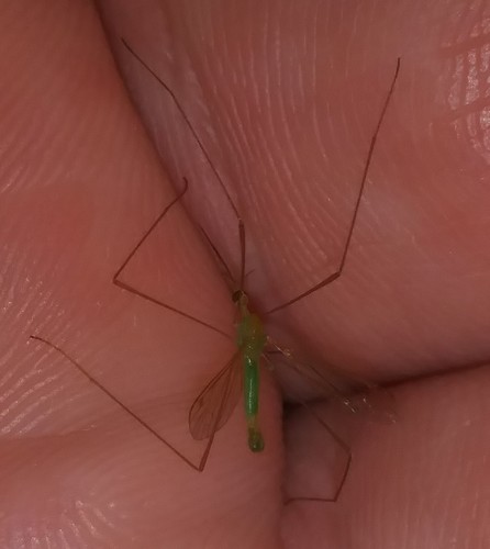 Geranomyia virescens