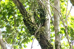 Bulbophyllum newportii