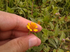 Acmella oppositifolia