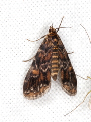 Elophila responsalis