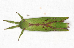 Aenetus eximia