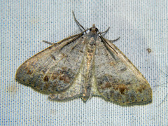 Macaria loricaria