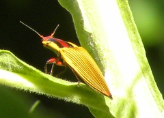 Semiotus imperialis