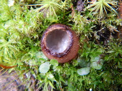 Humaria hemisphaerica image