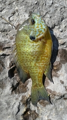 Lepomis gibbosus × macrochirus