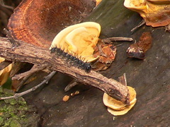 Acraea horta