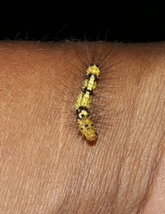 Calodesma maculifrons