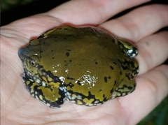 Dermatonotus muelleri