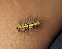 Calodesma maculifrons