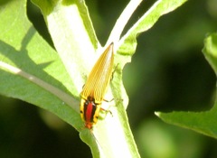Semiotus imperialis