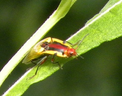 Semiotus imperialis