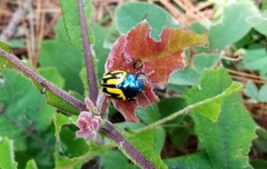 Leptinotarsa flavitarsis