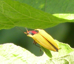 Semiotus imperialis