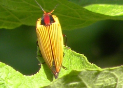 Semiotus imperialis