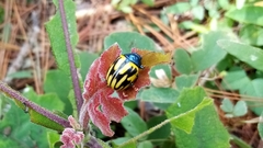 Leptinotarsa flavitarsis