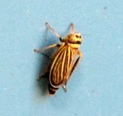 Amblysellus curtisii