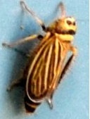 Amblysellus curtisii