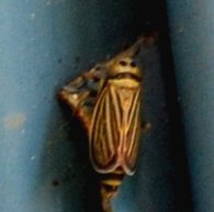 Amblysellus curtisii