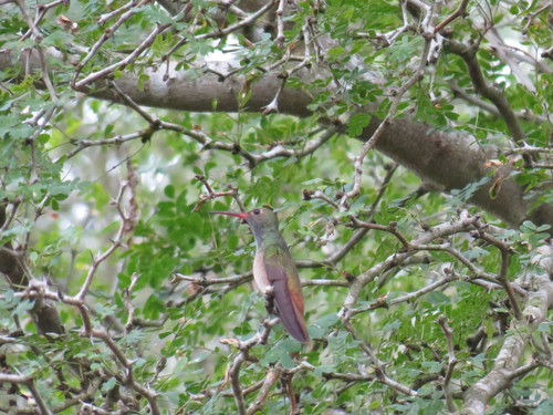 Amazilia yucatanensis