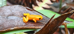 Brachycephalus ephippium