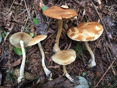 Cortinarius citrinifolius