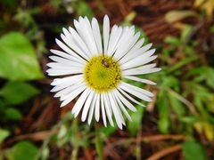 Erigeron galeottii