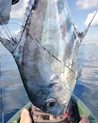 Alectis ciliaris