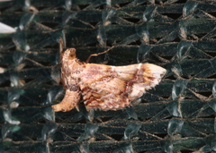 Scenedra decoratalis