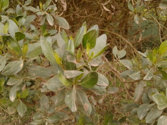 Baccharis macrantha