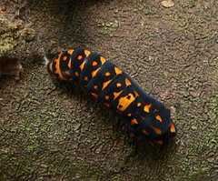 Acraea horta