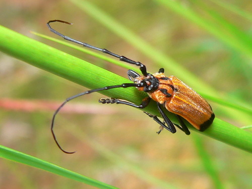 Amphidesmus