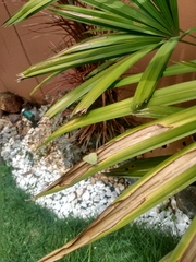 Cyanophrys herodotus