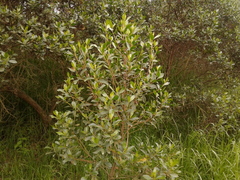 Baccharis macrantha