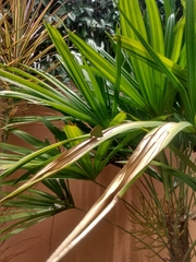 Cyanophrys herodotus