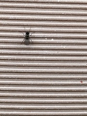 Diptera