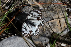Melanargia occitanica