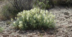 Astragalus flavus