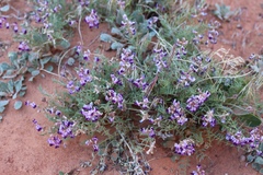 Astragalus desperatus