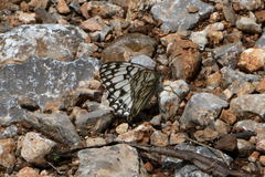 Melanargia occitanica