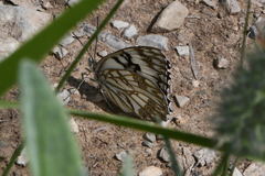 Melanargia occitanica
